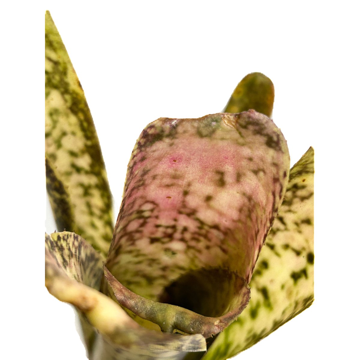 ブロメリア・エアープランツ Billbergia Ivory Tower ビルベルギア アイボリータワー/Billbergia Ivory Tower ※陶器鉢