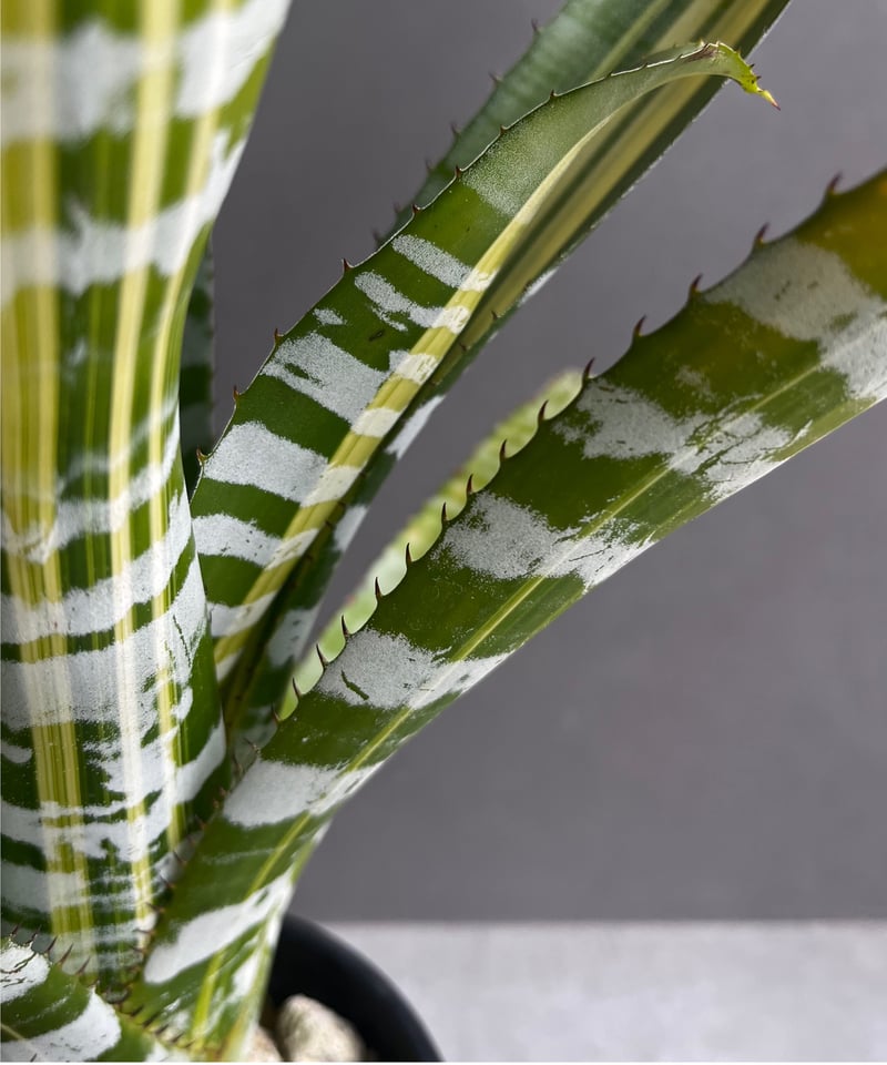 エクメア チャンティニー サムライ 「Aechmea chantinii Samurai」41