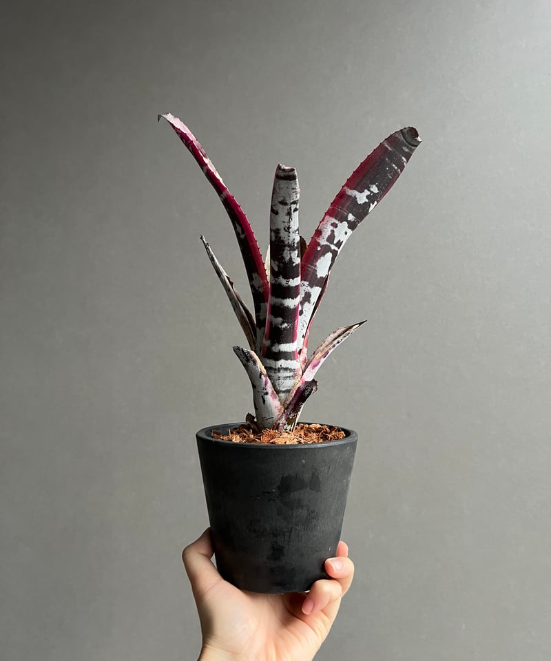 エクメア オットー 「Aechmea Otto」54C | SHOUCHIKUEN
