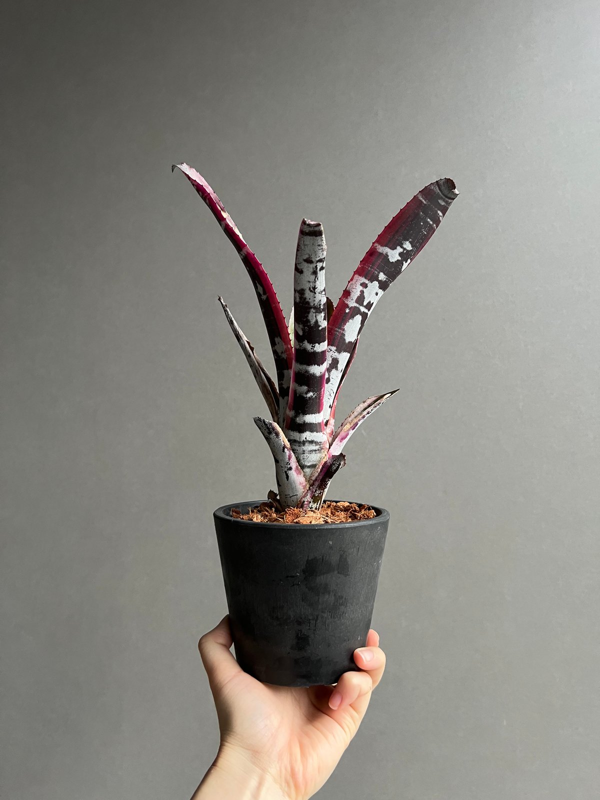 エクメア オットー 「Aechmea Otto」54C | SHOUCHIKUEN