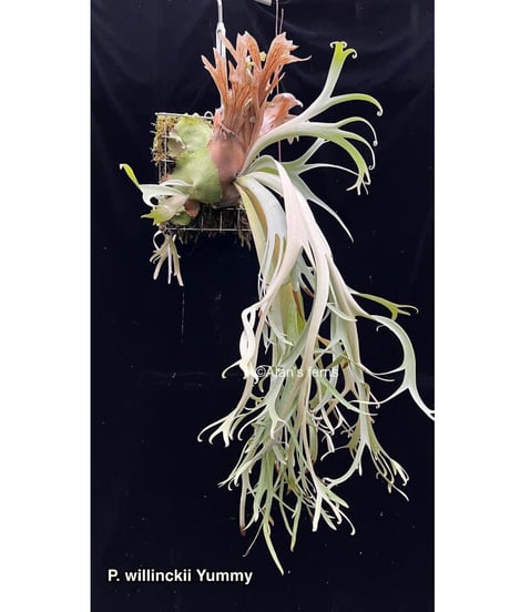 P.Willinckii cv Mutant ウイリンキー選抜　子株付き P. willinckii ウィリンキー 胞子撒き選抜 ビカクシダ コウモリ