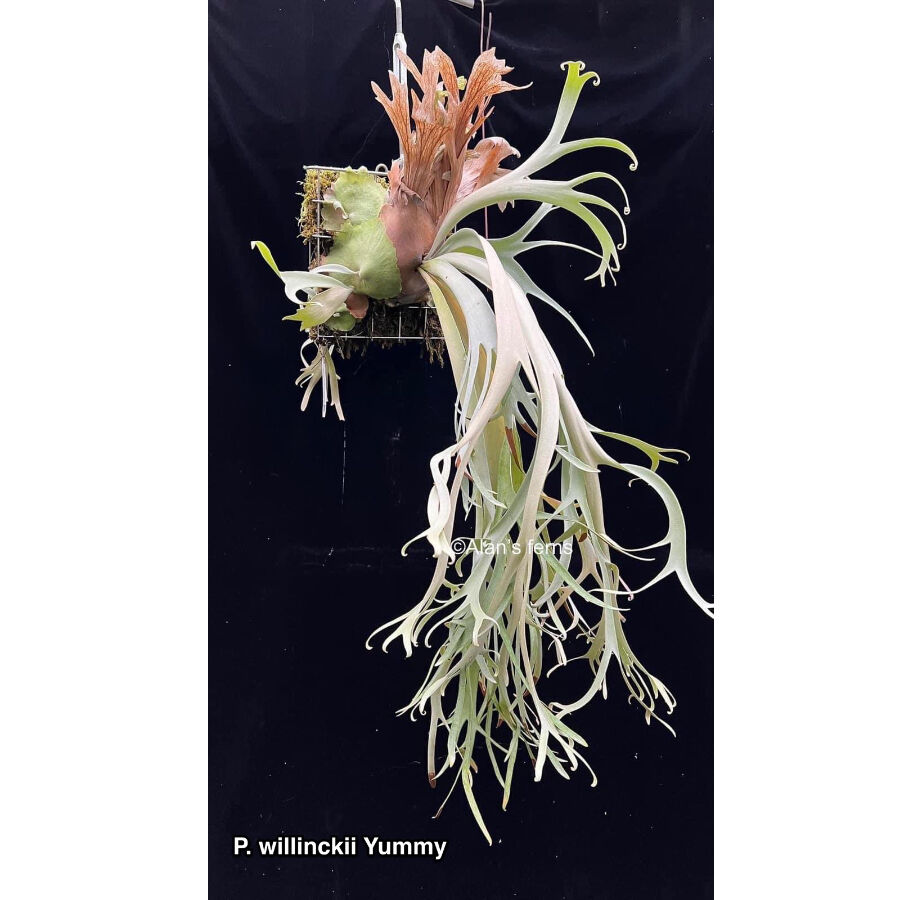 ビカクシダ ウィリンキー ヤミー「 Platycerium willinckii ビカクシダ ウィリンキー ヤミー「 Platycerium willinckii