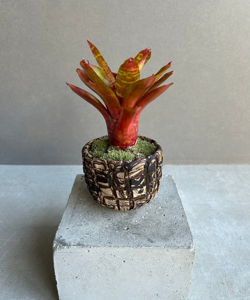 ネオレゲリア ワイルド タイガー + plantsmonsters pot「Neoregeli