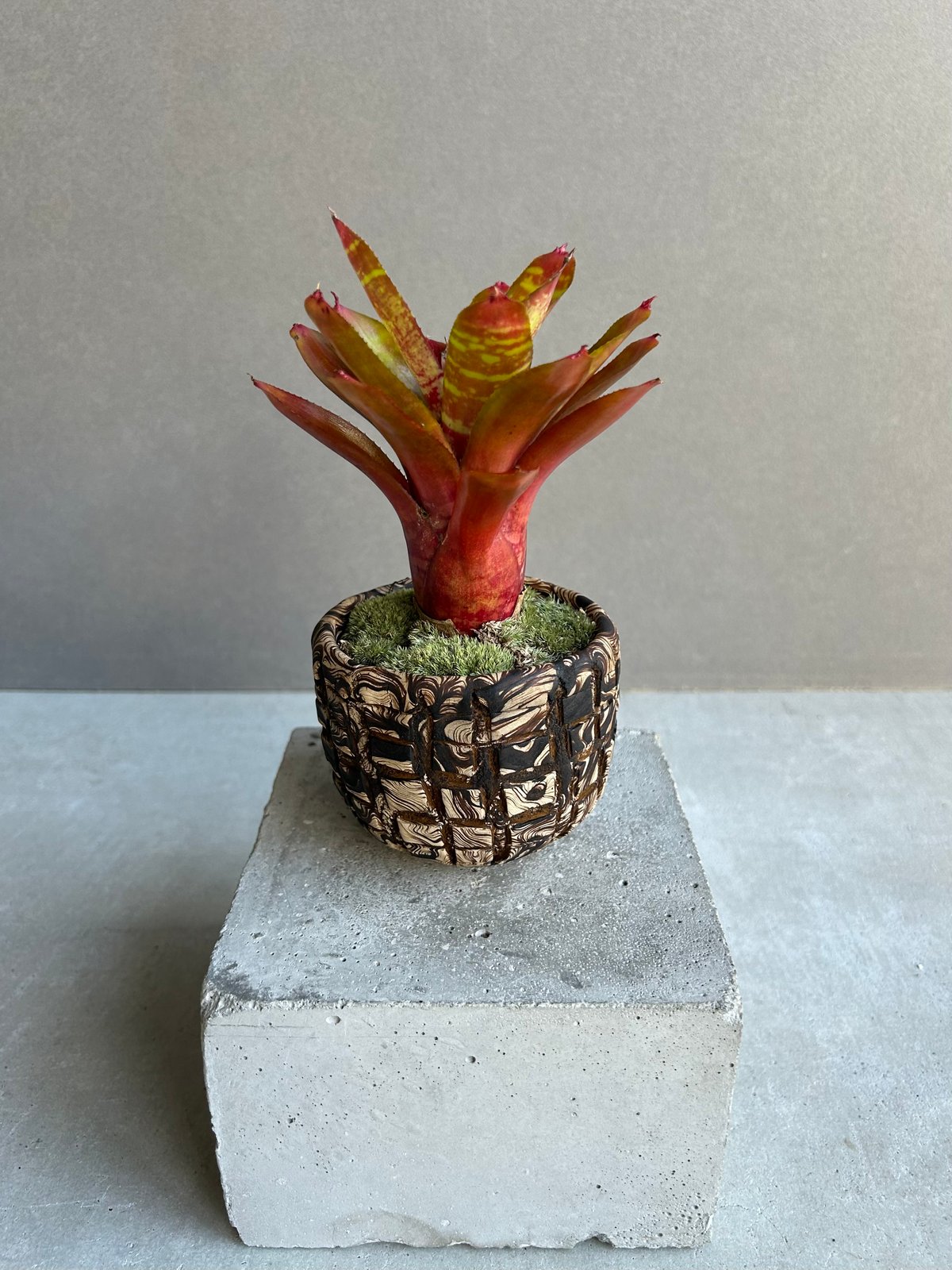 ネオレゲリア ワイルド タイガー + plantsmonsters pot「Neoregeli