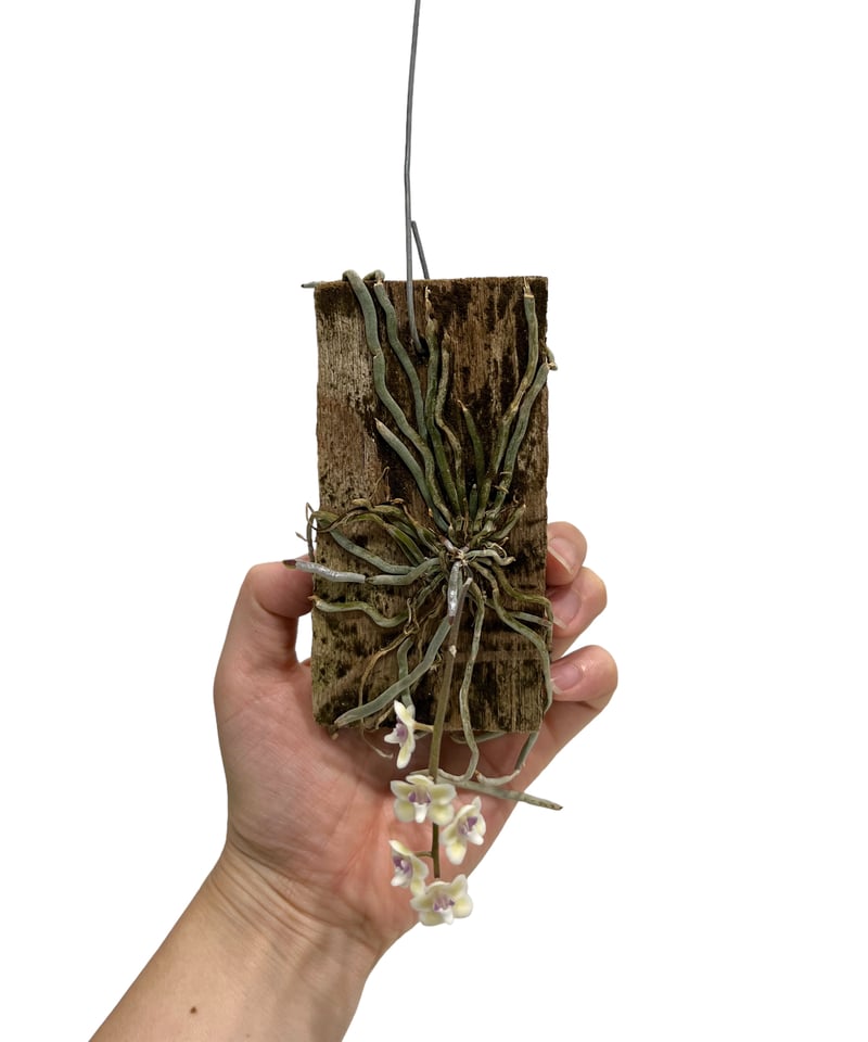 キロスキスタ sp. サクラ(桜) 「Chiloschista sp. Sakura」8J |