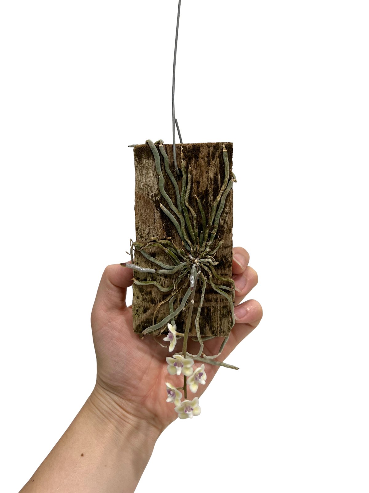 chiloschista parishii var sakura コルク原種 chiloschista parishii var sakura コルク原種