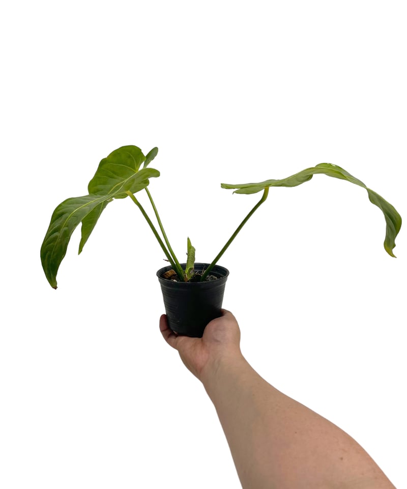 アンスリウム ベイチー 「Anthurium veitchii」30N | SHOUCHIKUEN