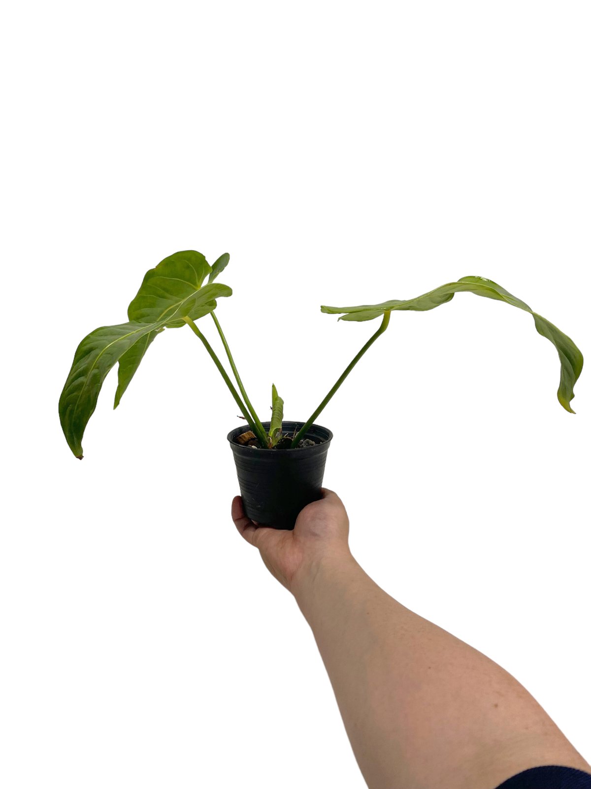 アンスリウム・ベイチー　②　Anthurium veitchi 観葉植物 アンスリウム ベイチー 「Anthurium veitchii」30N | SHOUCHIKUEN