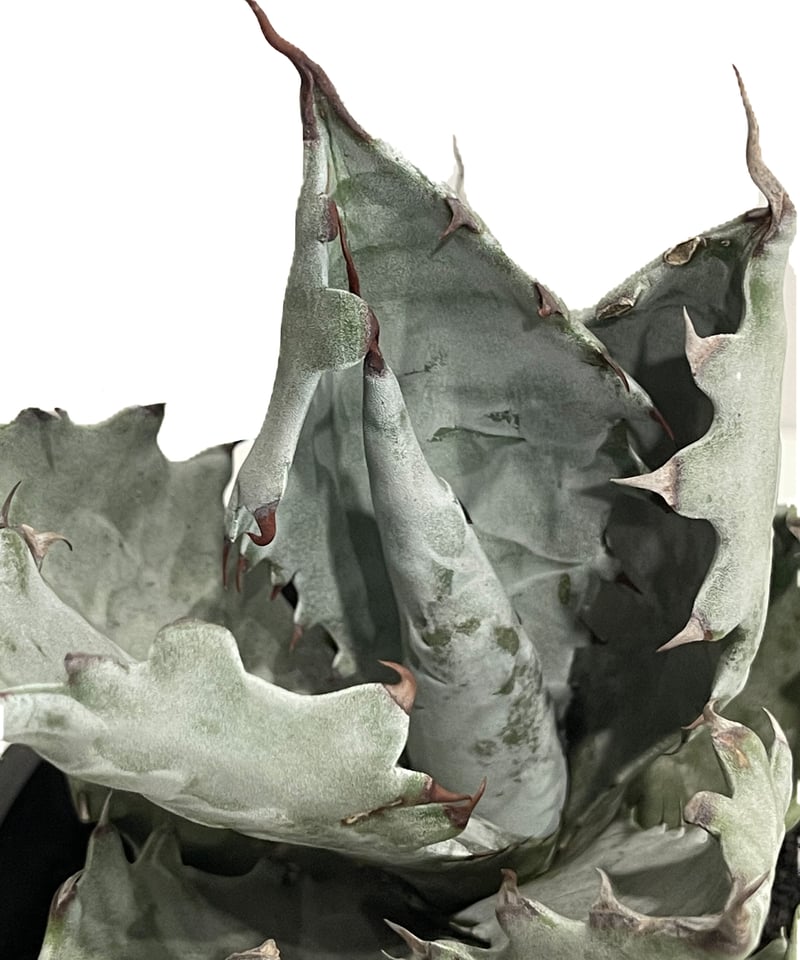 大型　アガベ　コロラータ アガベ コロラータ「Agave colorata」2/3-24 | SHOUCHIKUEN