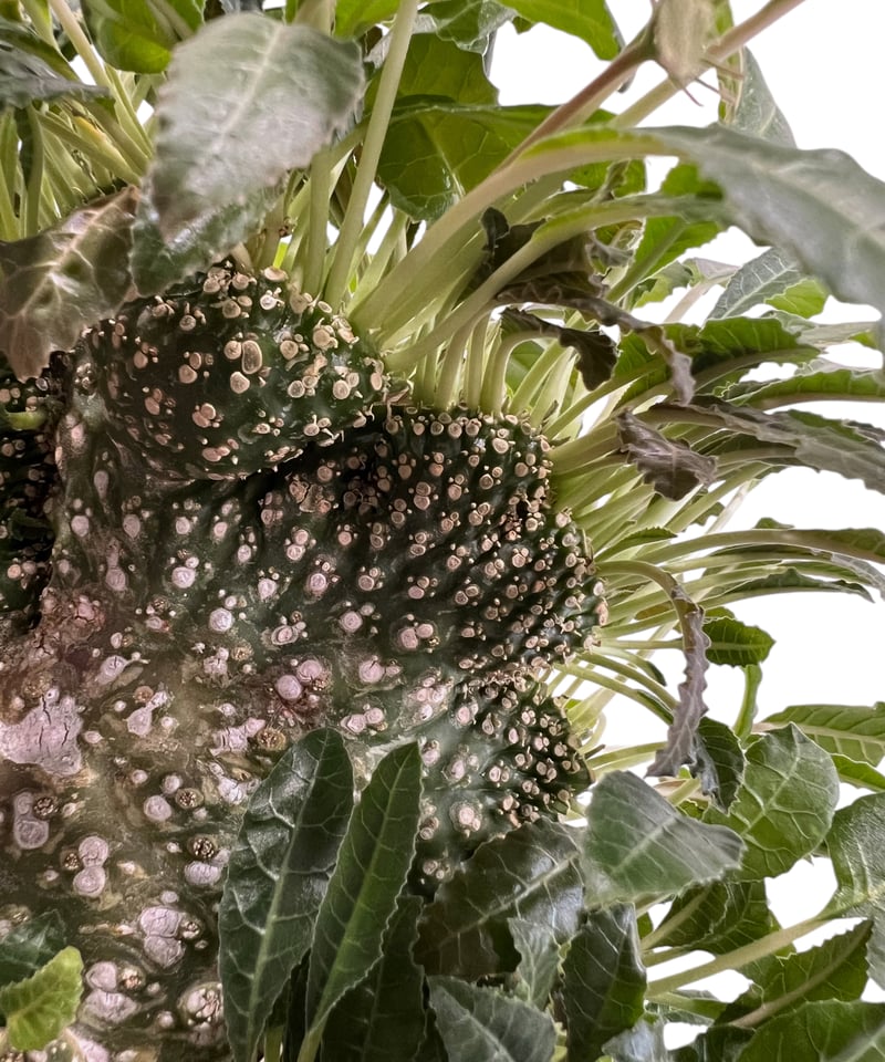 ドレステニア　ラブラニー　綴化(てっか) 現品 ドルステニア ラブラニー x フォエチダ 綴化「Dorstenia lavrani