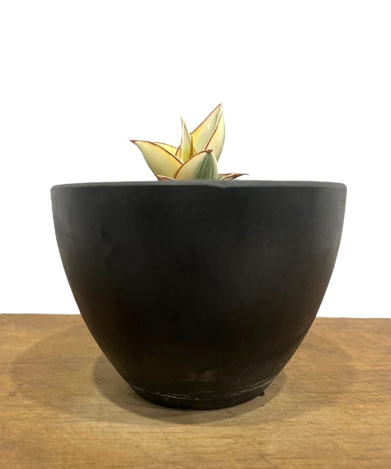 サンセベリア ピングイキュラ 斑入 「 Sansevieria pinguicula Vari