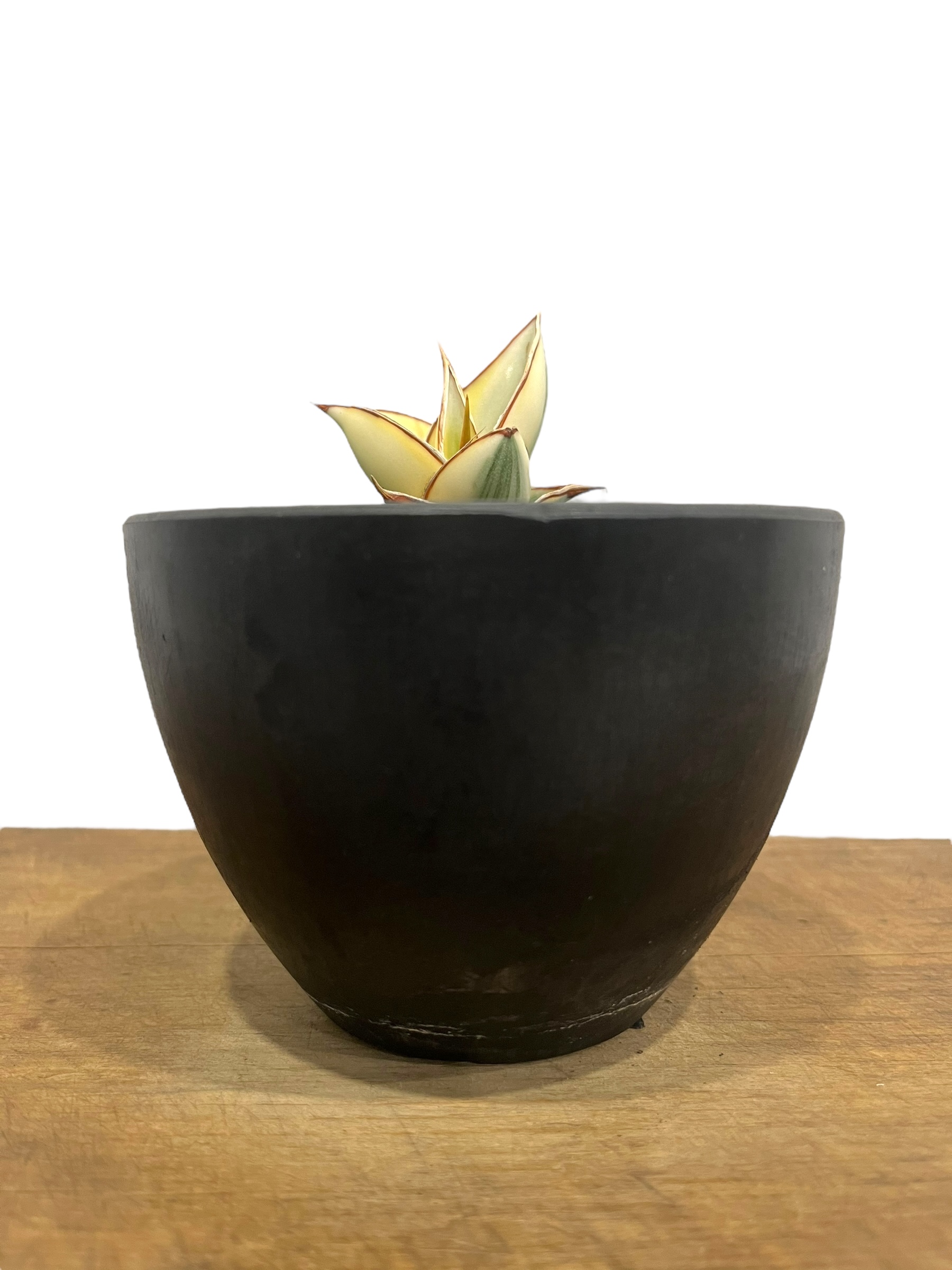 サンセベリア ピングイキュラ 斑入 「 Sansevieria pinguicula Vari