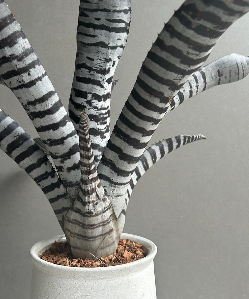 エクメア チャンティニー ブラック セレクト 「Aechmea chantinii Black