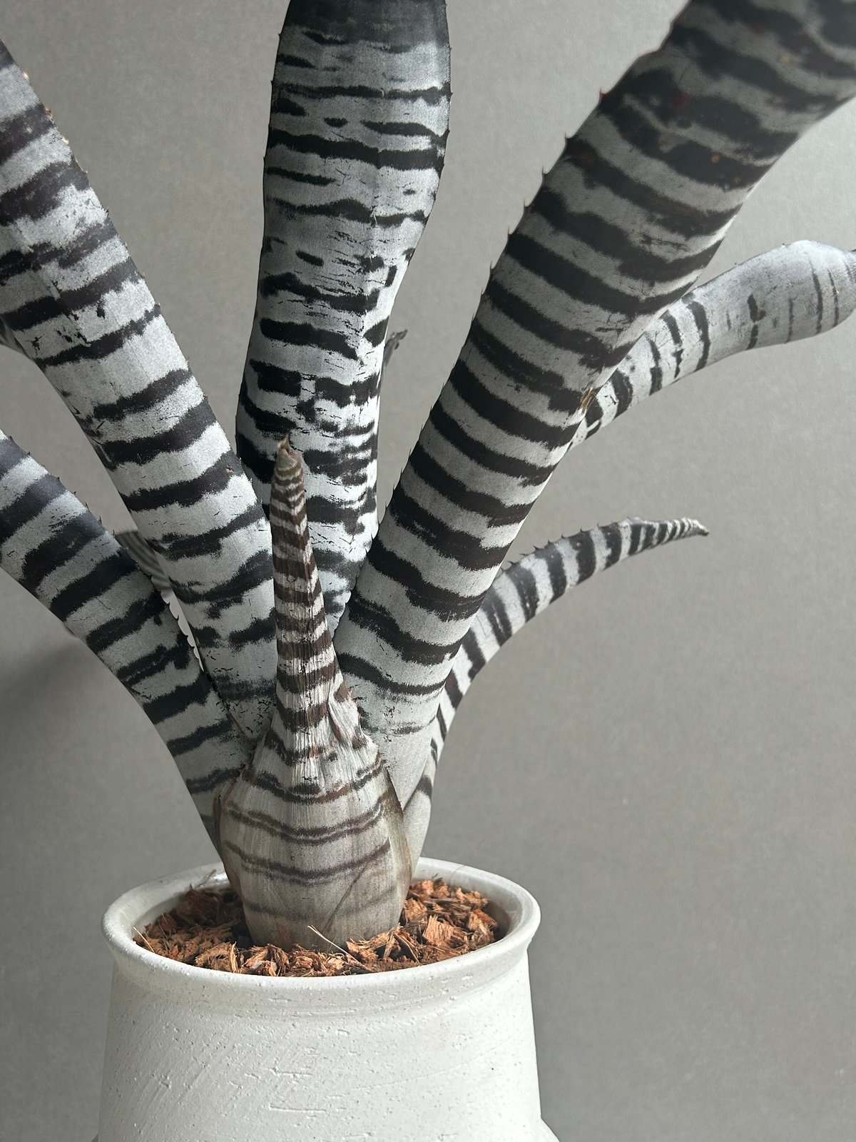 エクメア ブラックビューティー 子株付き エクメア チャンティニー ブラックアイス 2 Aechmea chantinii CV. Bl