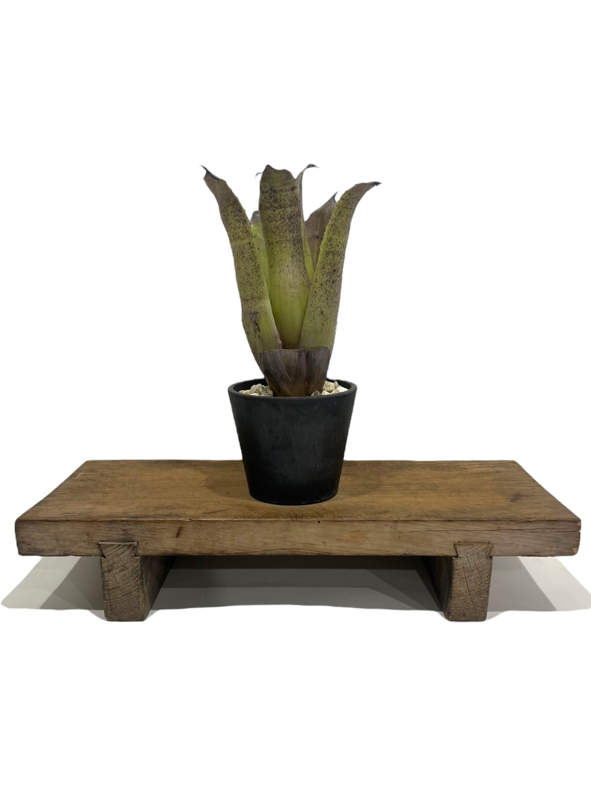 ホヘンベルギア レオポルド ホルスティ “ブラック フォーム