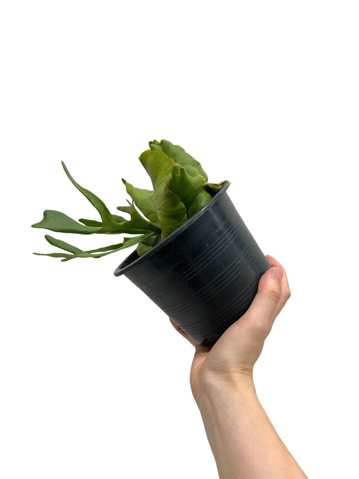 ビカクシダ P.Kitshakood small leaf 2025.5/30〜】板付ビカクシダ P. kitshakood thin leaf |