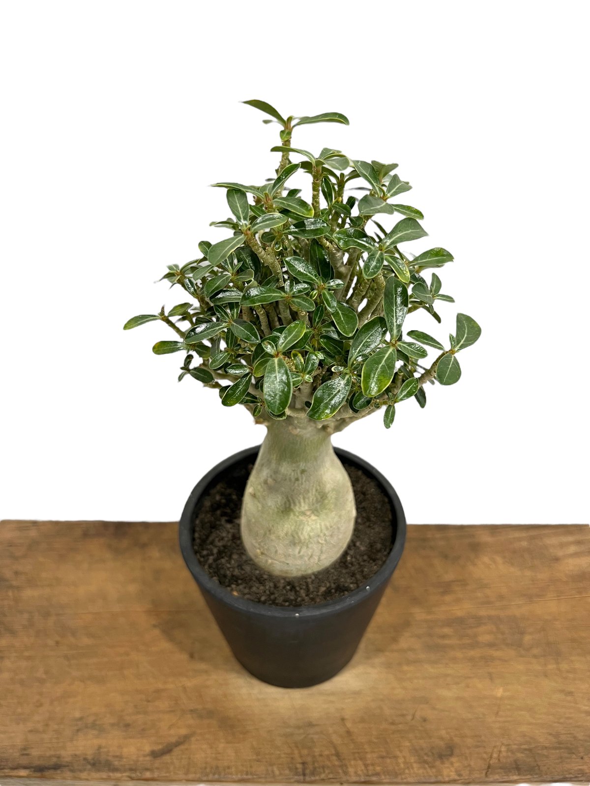 アデニウム タイソコトラナム コレクション株 大株 【公式通販】