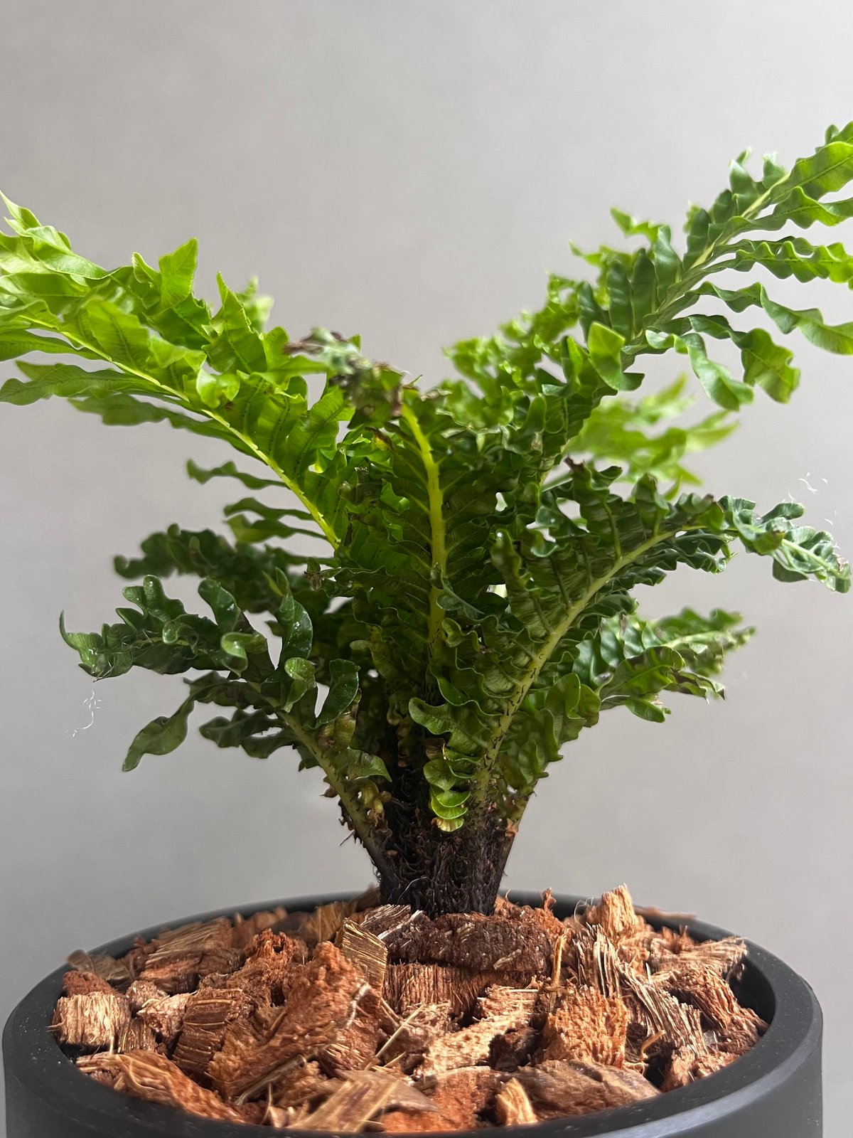 ブレクナム ギッバム ドワーフ ブレクナム ギッバム ドワーフ 「Blechnum gibbum Dwarf 」39C