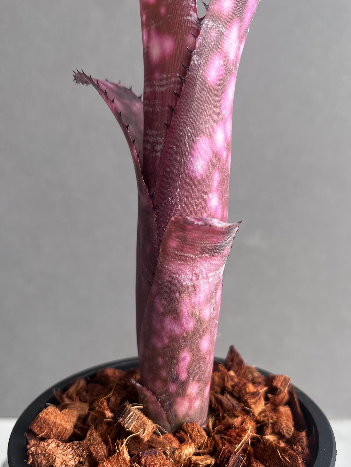 ビルベルギア インセンディアリー デライト 「Billbergia Incendiary De