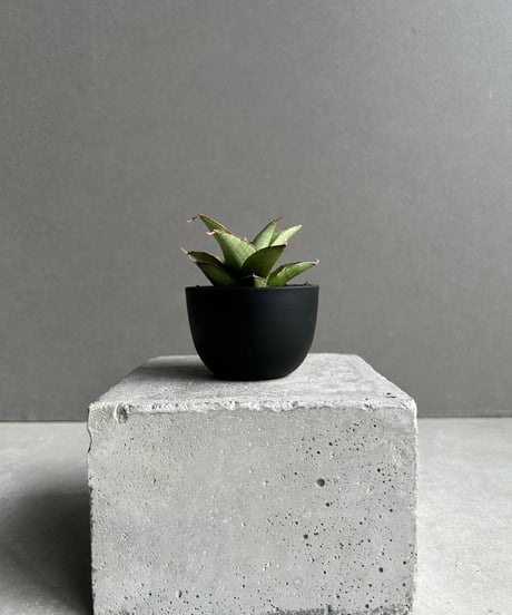 CATEGORY Plants | SHOUCHIKUEN