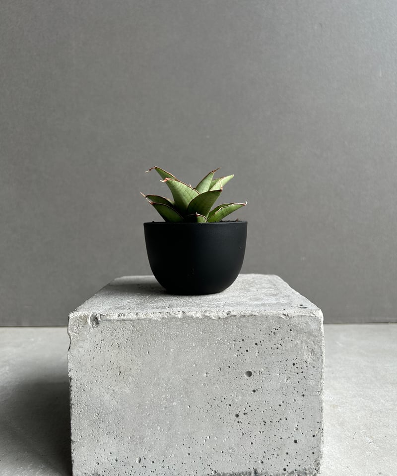 サンセベリア ノック ユン「Sansevieria Nok Yung」60I | SHOUCH