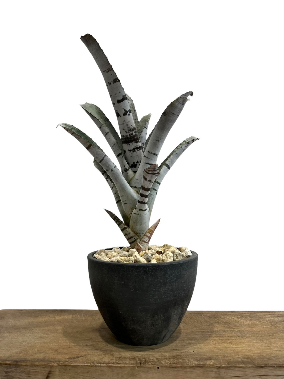 エクメア チャンティニー 実生 「Aechmea chantinii seedling 」53