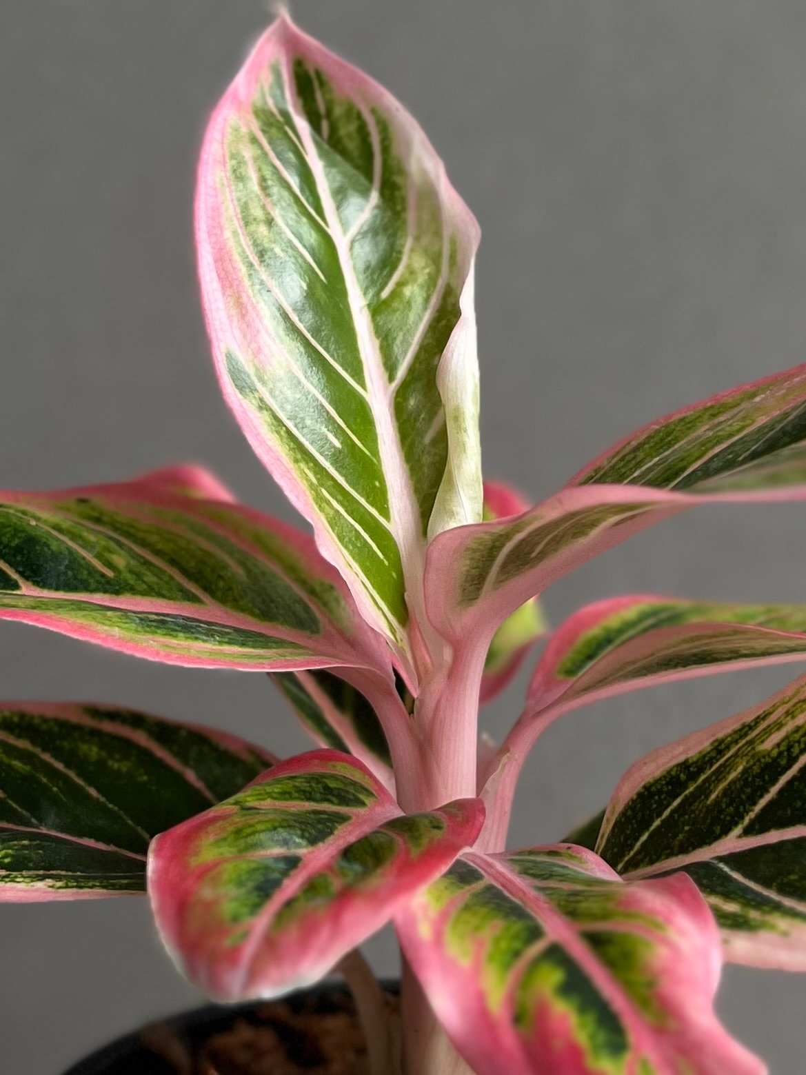 アグラオネマ ロータス デライト 「Aglaonema Lotus Delight」71D |