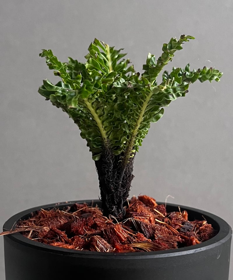 ブレクナム ギッバム ドワーフ 「Blechnum gibbum Dwarf 」90C | S
