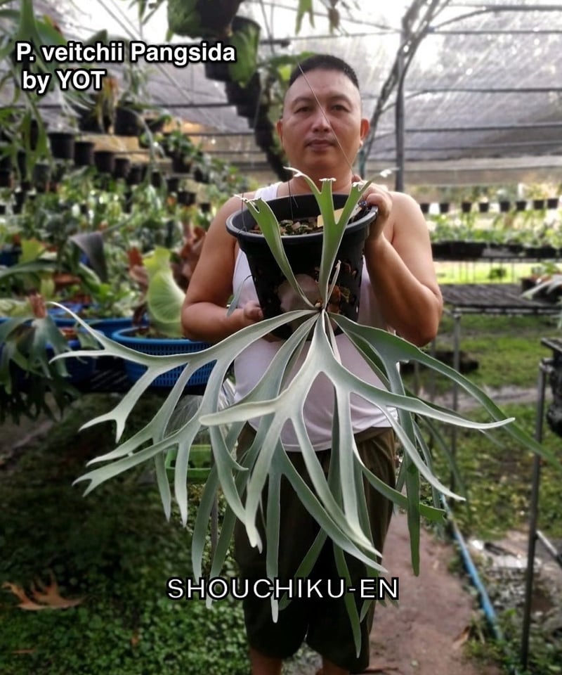 ビカクシダ ベイチー “パンジーダ” (子株)「Platycerium