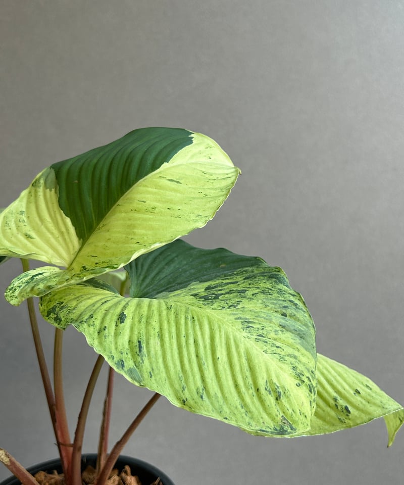 ホマロメナ sp. レッド ステム 斑入「Homalomena sp. Red Stem Va