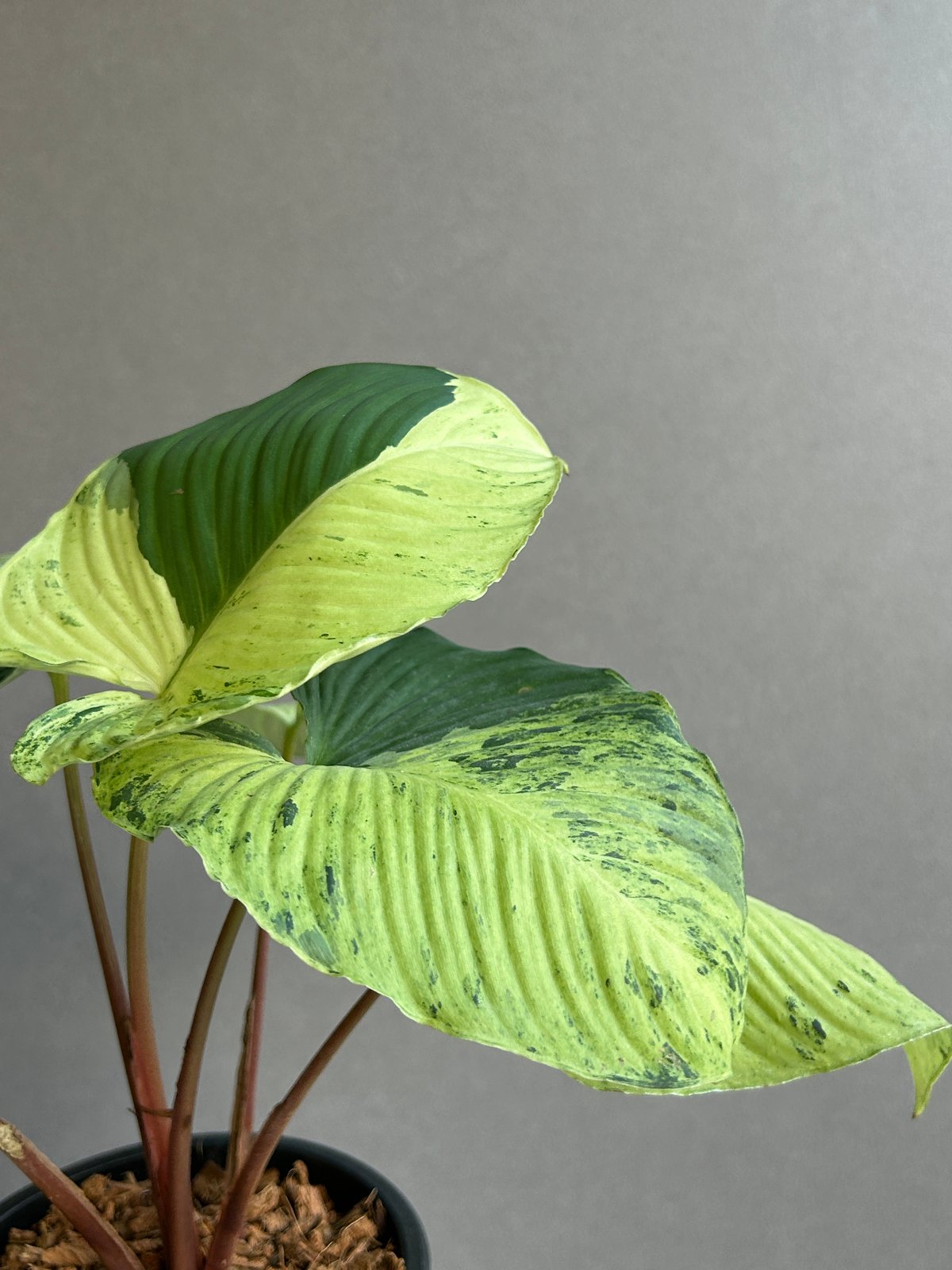 ホマロメナ sp. レッド ステム 斑入「Homalomena sp. Red Stem Va