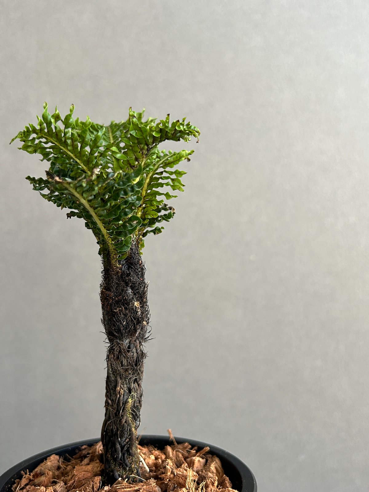 ブレクナム ギッバム ドワーフ ブレクナム ギッバム ドワーフ 「Blechnum gibbum Dwarf 」4J | SH