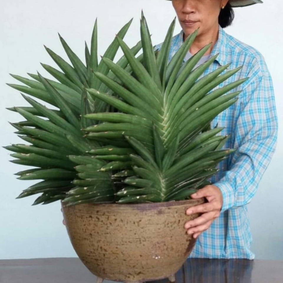 サンセベリア アンダマン (from アンヤマニー ガーデン)「Sansevieria