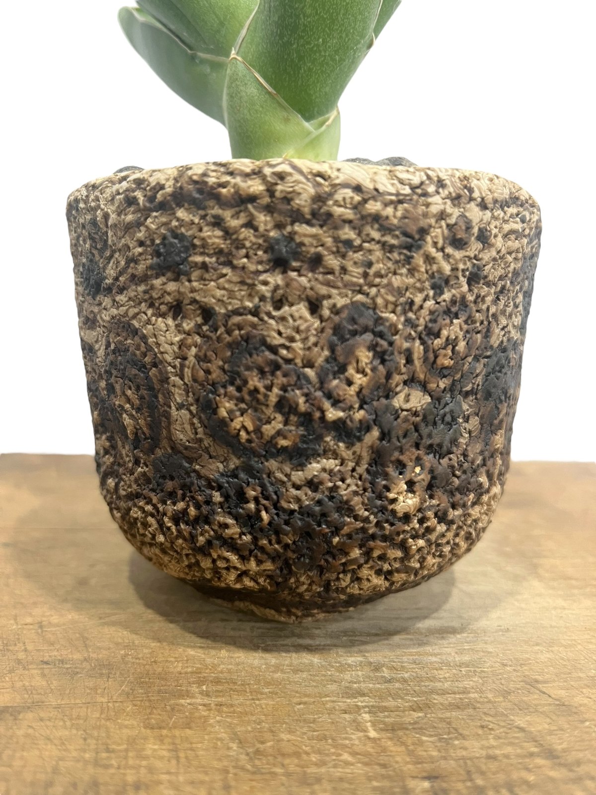 サンセベリア オペラ ハウス + plantsmonsters pot 「Sansevieri サンセベリア オペラ ハウス + plantsmonsters pot 「Sansevieri