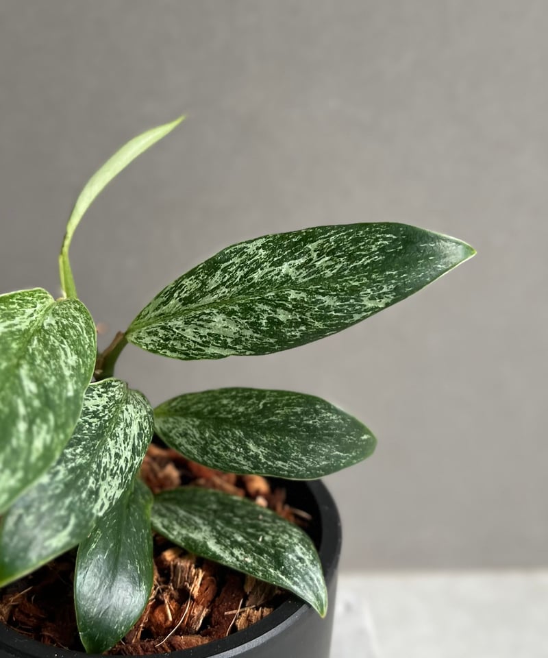 ラフィドフォラsp. ミント斑入り ラフィドフォラ sp. ドワーフ ミント 「Rhaphidophora sp. dwarf M