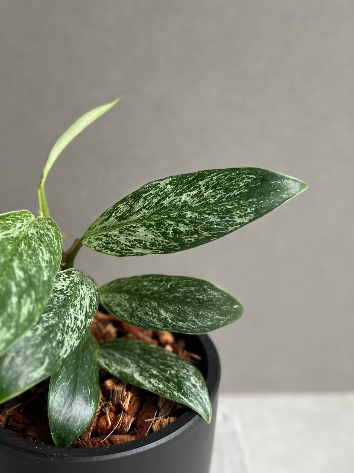 ラフィドフォラsp. ミント斑入り ラフィドフォラ sp. ドワーフ ミント 「Rhaphidophora sp. dwarf M
