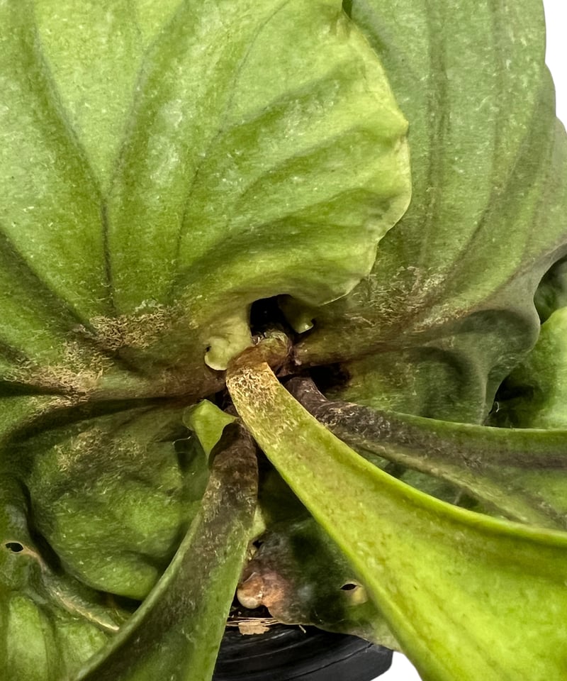 Platycerium Ridleyi（リドレイ）【L】No,59 Platycerium Ridleyi（リドレイ）【L】No,59 Platycerium ridleyi