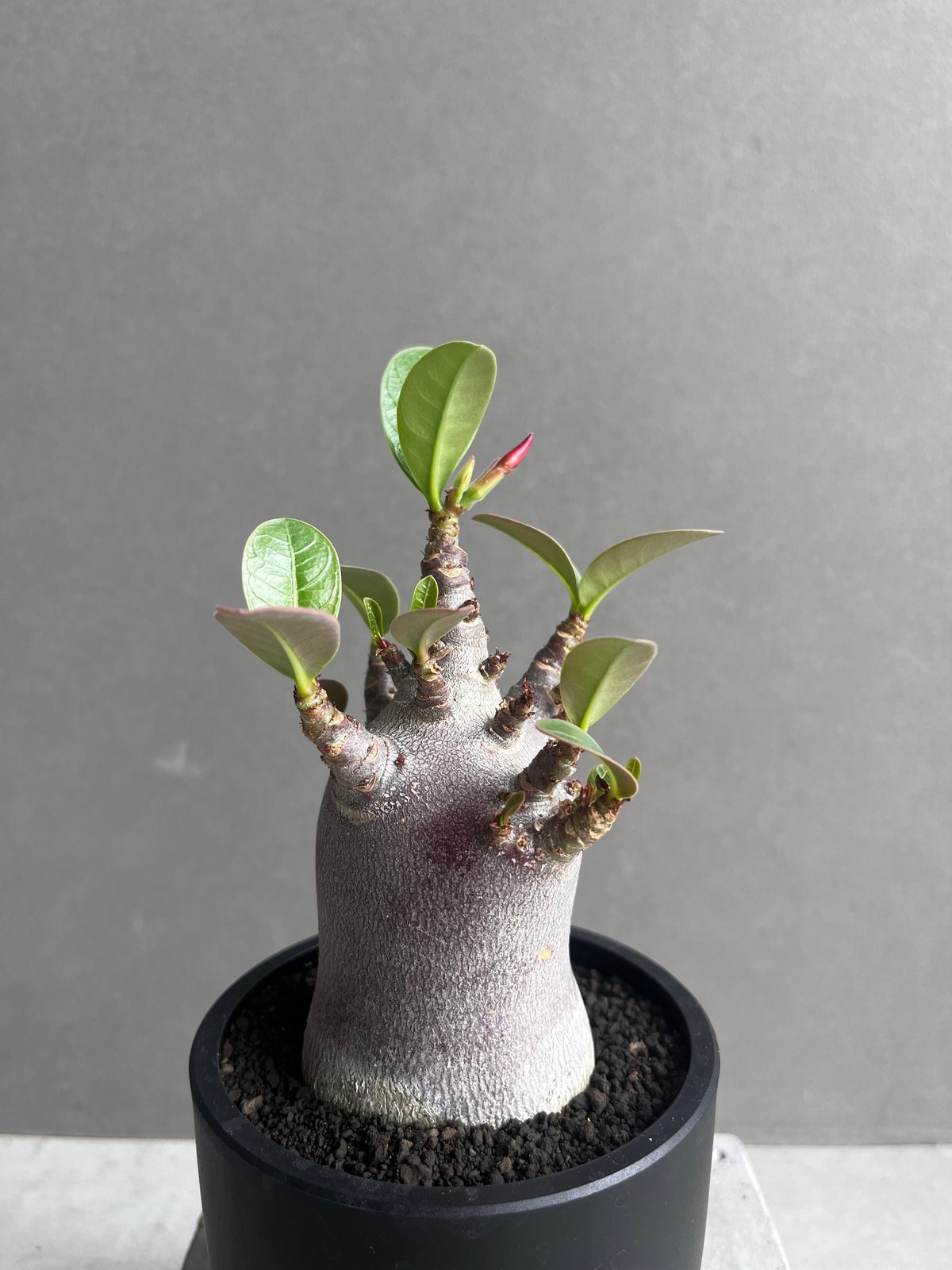 アデニウム アラビカム スーパー ドワーフ “ブラック” 「Adenium