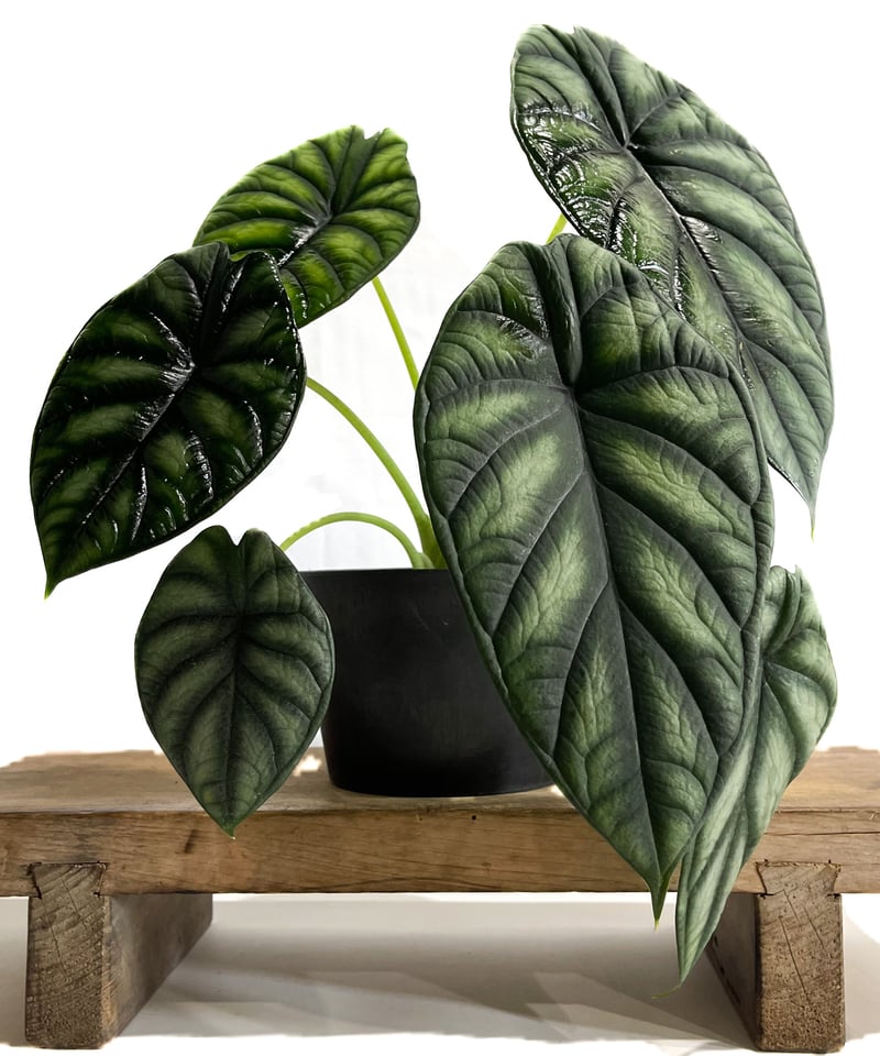 アロカシア ドラゴンスケール(メリクロン苗)「Alocasia dragon scale