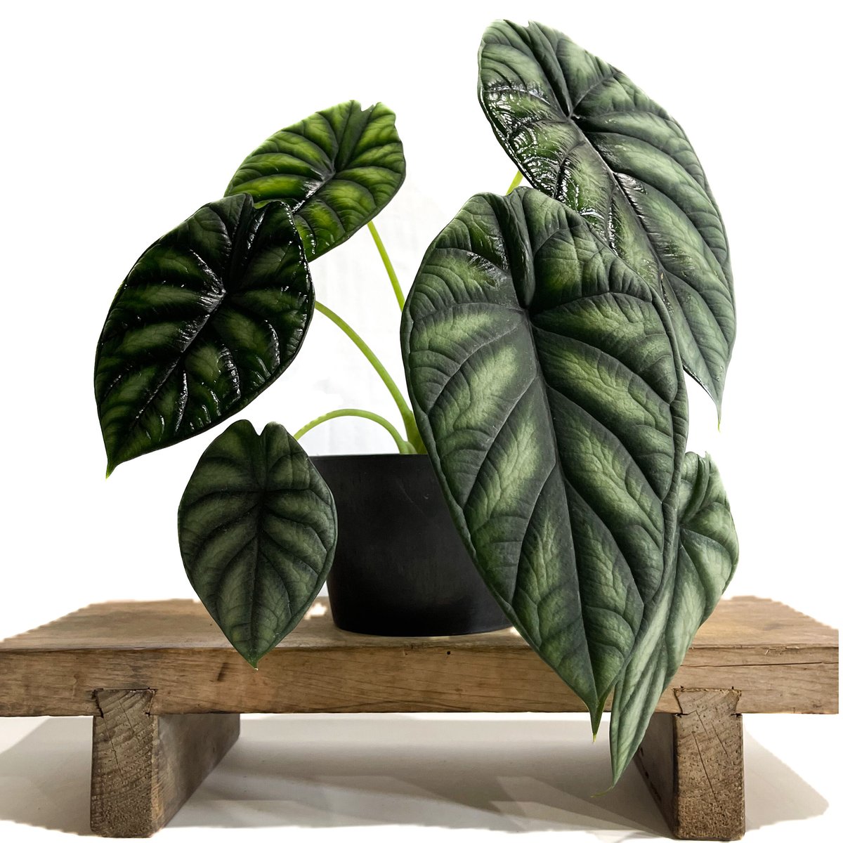 アロカシア ドラゴンスケール(メリクロン苗)「Alocasia dragon scale