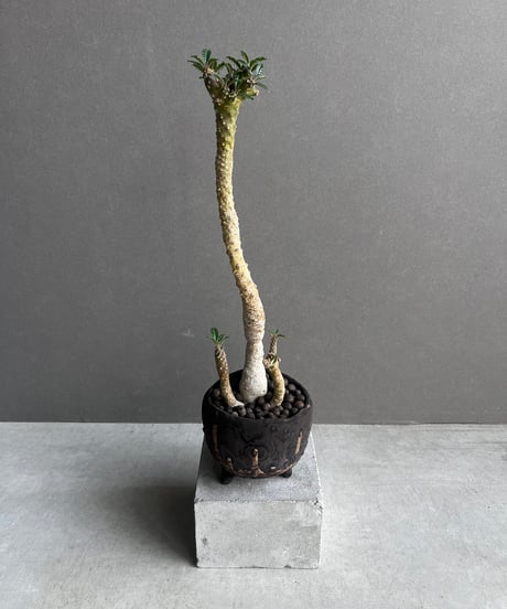 CATEGORY plants monsters | SHOUCHIKUEN CATEGORY plants monsters | SHOUCHIKUEN