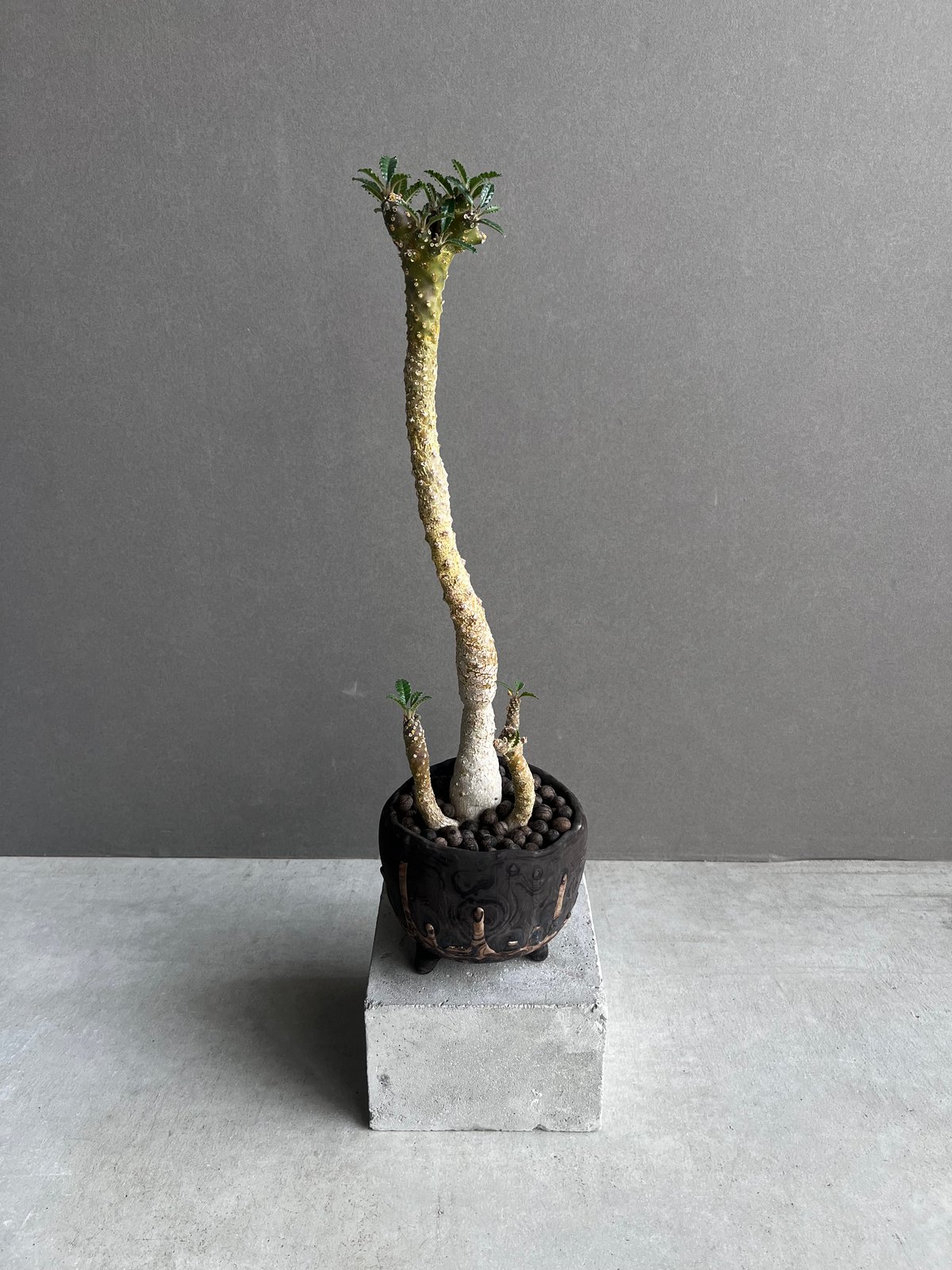 ドルステニア フォエチダ x ラブラニー +plantsmonsters pot