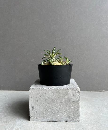 CATEGORY ドルステニア | SHOUCHIKUEN