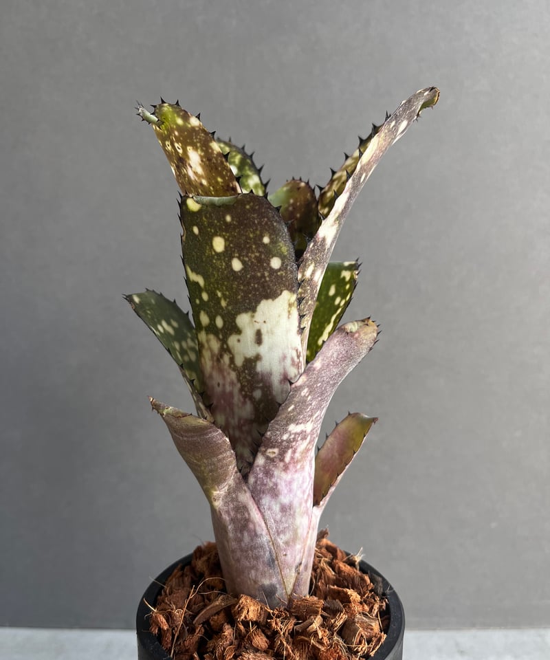 ビルベルギア コールド フュージョン 「Billbergia Cold Fusion」2B |