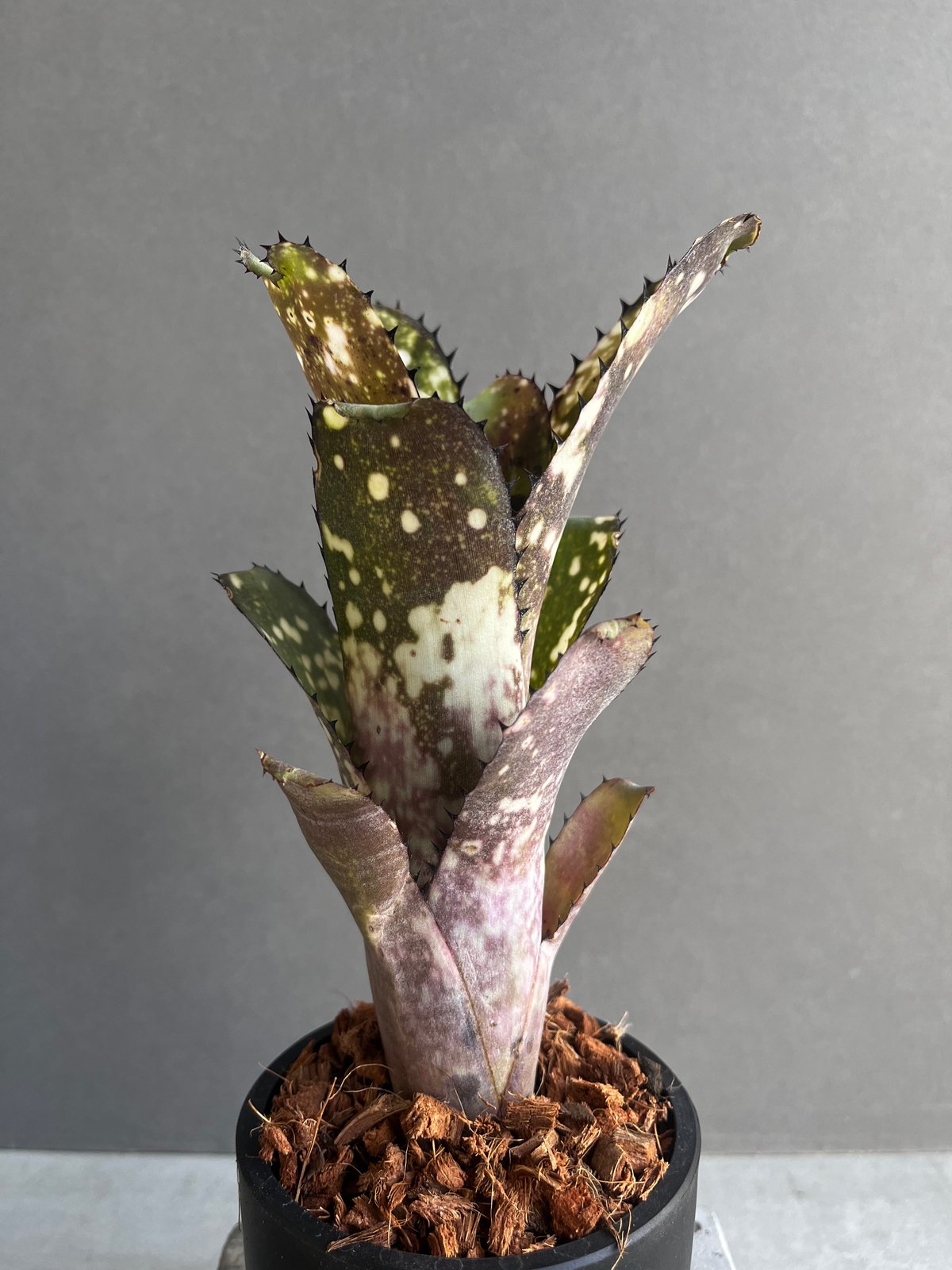 Billbergia 'Cold Fusion'〔ビルベルギア〕B0254 Billbergia 'Cold Fusion'〔ビルベルギア〕B0254