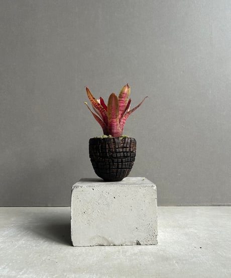 CATEGORY タンクブロメリア | SHOUCHIKUEN