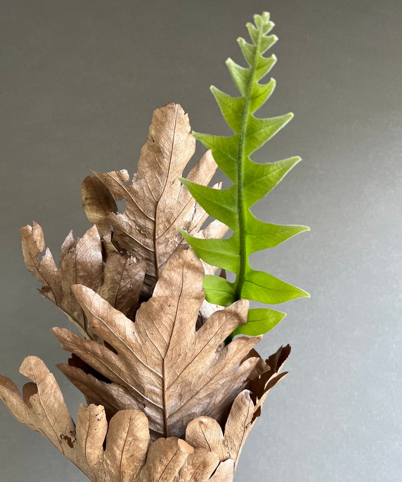 ドリナリア クエルシフォリア 「Drynaria quercifolia」75L | SHOU