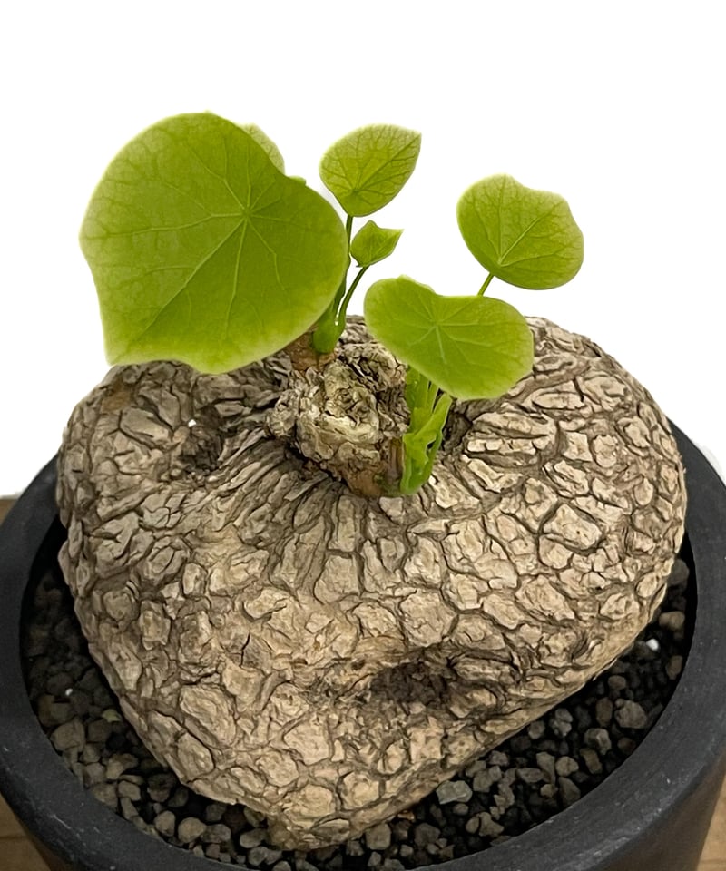 ステファニア スベローサ ”選抜個体” 「Stephania suberosa」5/9-450