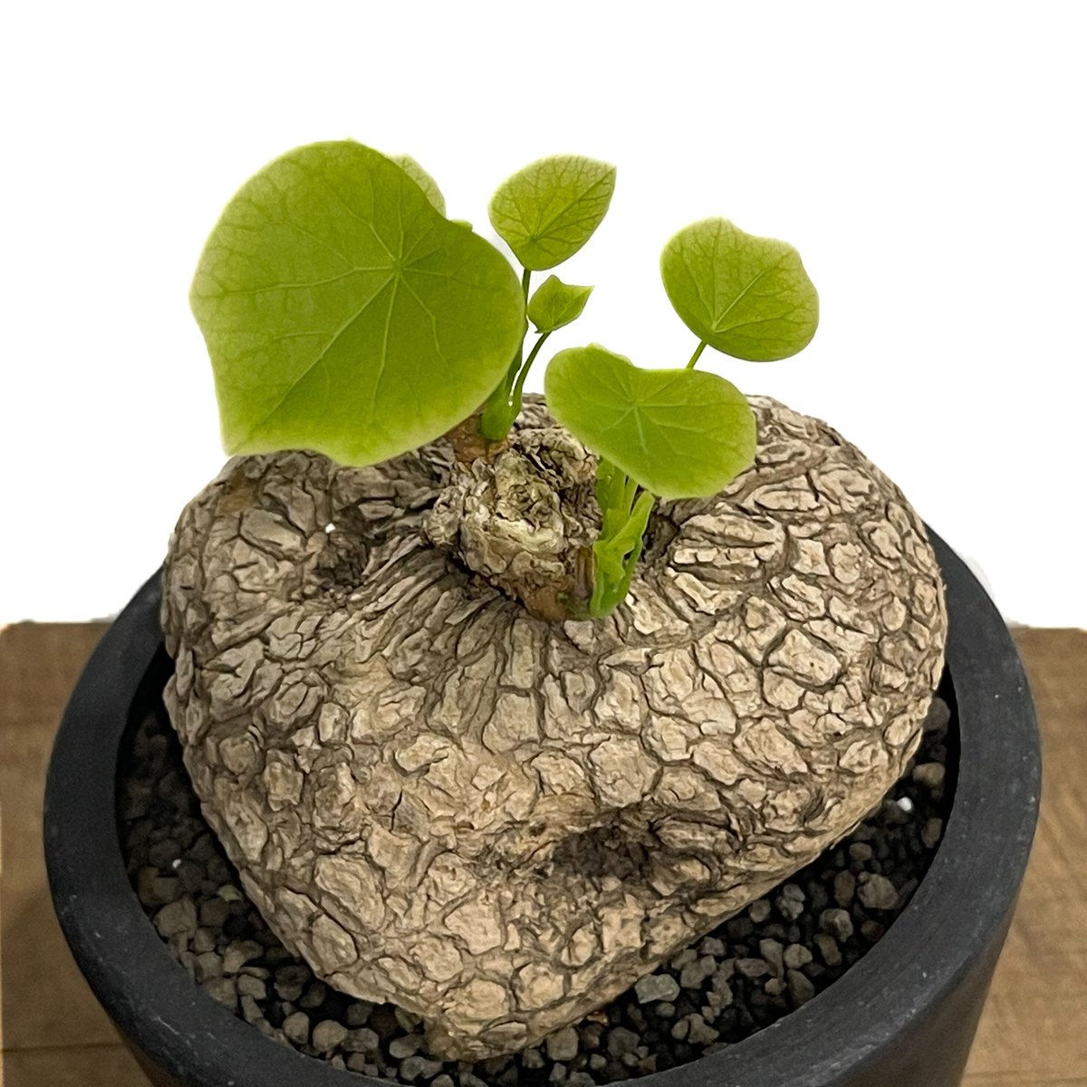 ステファニア スベローサ ”選抜個体” 「Stephania suberosa」5/9-450