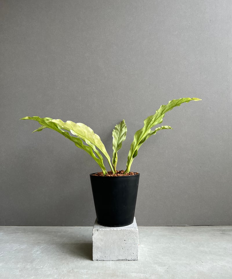 アンスリウム プロウマニー ミント 斑入 「Anthurium Plowmanii Mint